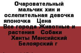 Очаровательный мальчик хин и ослепительная девочка японочка › Цена ­ 16 000 - Все города Животные и растения » Собаки   . Ханты-Мансийский,Белоярский г.